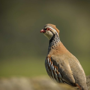 Redwell   11 05 2017 (41 Of 85).jpg